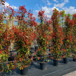 Červienka Fraserova (Photinia × fraseri) ´RED ROBIN´ - výška 250-270 cm, kont. C25L